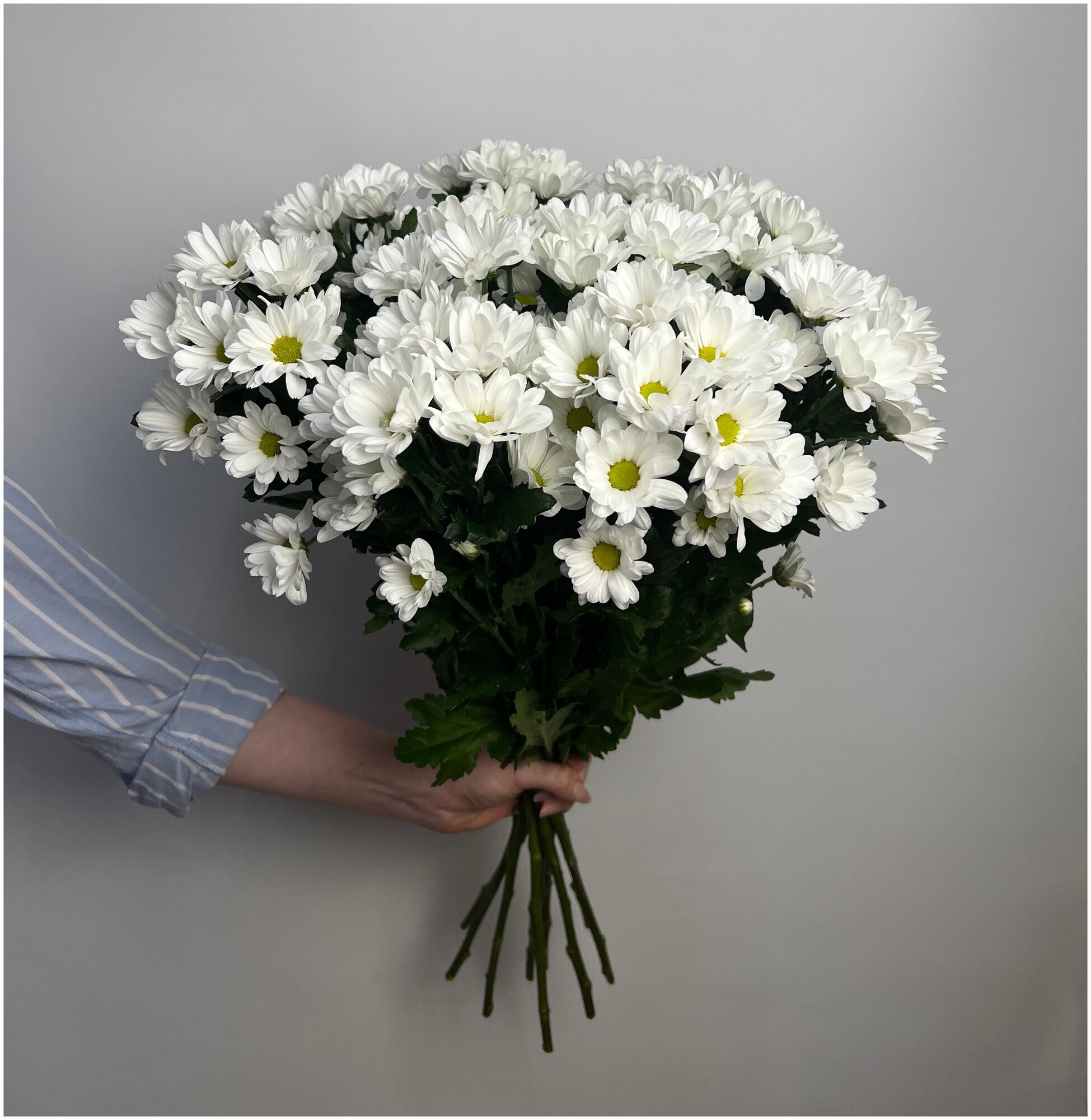 Букет из Хризантемы кустовая Ромашка белая 9 штук 70 см