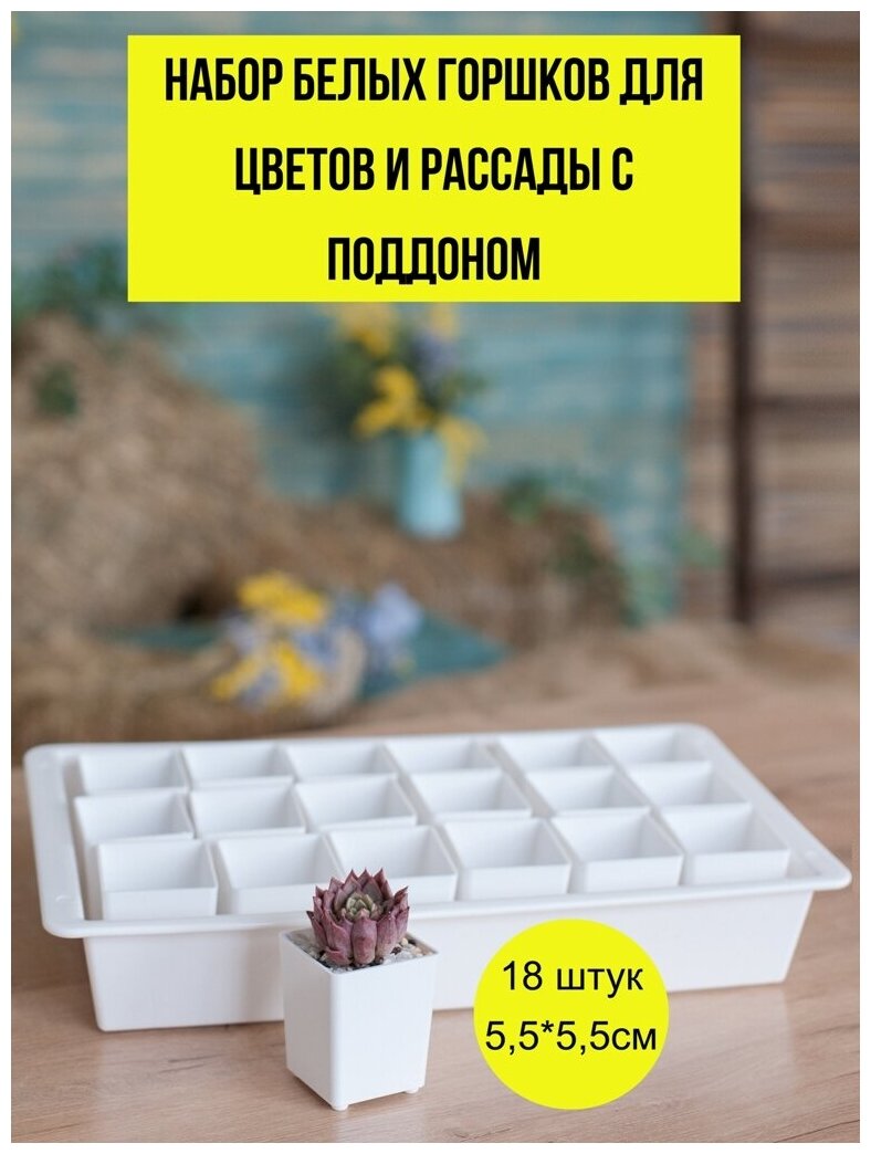 фото Набор белых горшков 5.5см с поддоном для суккулентов и кактусов