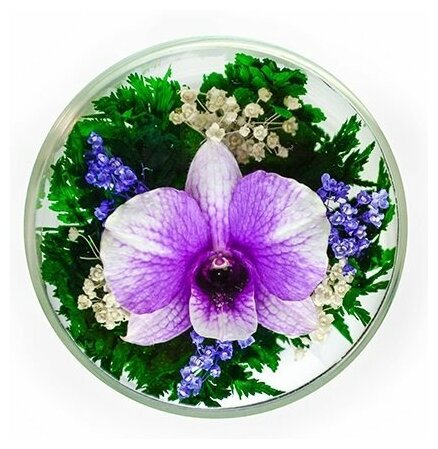 Natural Flower Products Co. Орхидея в стекле (6,5 х 6,5 х 6,5 см)