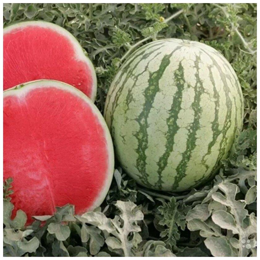 Виды арбузов с картинками и названиями