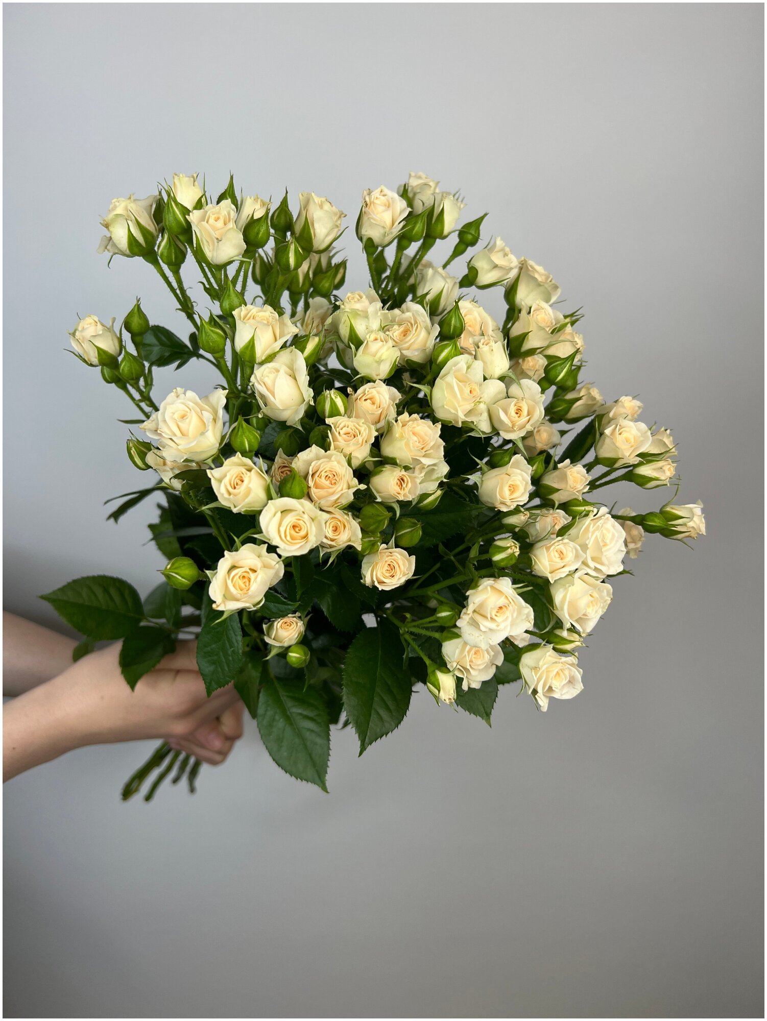 Букет из 7 кустовых роз Крем Грация 50 см белого и бежевого цвета