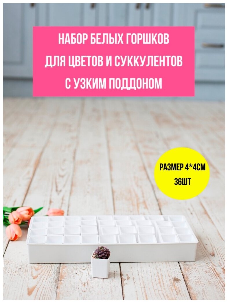 Набор белых горшков 4см*4см 36шт с узким поддоном для кактусов и суккулентов