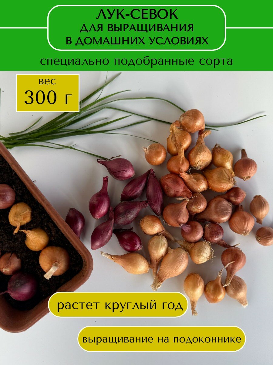 Лук-севок крупной фракции для выращивания зелени в домашних условиях 300 г смесь сортов