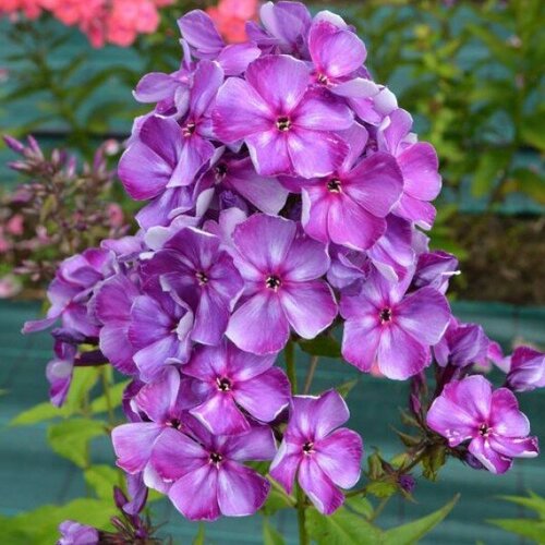 Флокс метельчатый Шторм 440₽