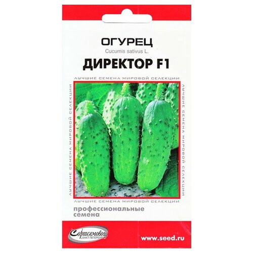 Семена Огурец Директор F1 6шт для дачи, сада, огорода, теплицы / рассады в домашних условиях огурец директор f1 5 шт