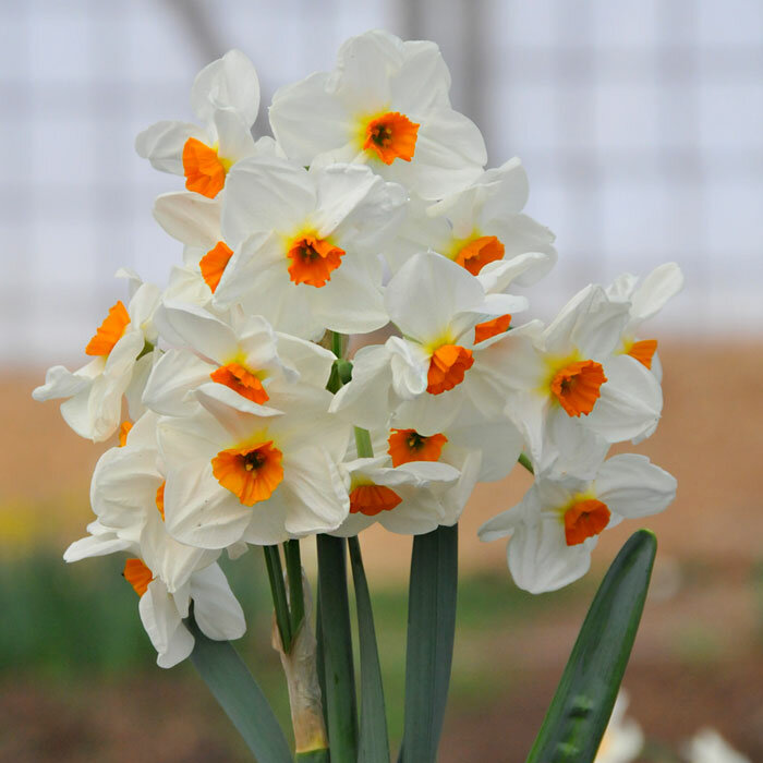 Нарцисс Гераниум (многоцветковый), 1 упаковка (3 луковицы) - фотография № 4
