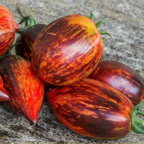 Томат Гаргамель (лат. Solanum lycopersicum) семена 10шт + подарочек томат гаргамель семена