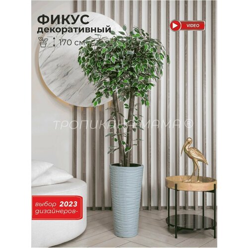 Искусственный цветок фикус в кашпо