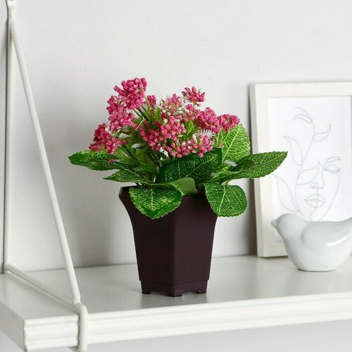 SUI Бонсай в горшке Тысячелистник 8х17 см микс 793₽