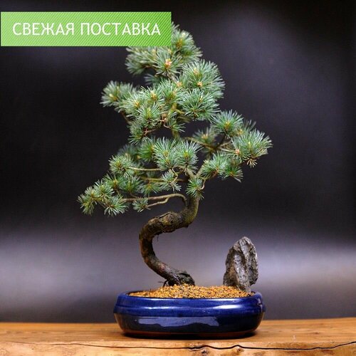 Бонсай белая японская сосна, 52см, 25 лет