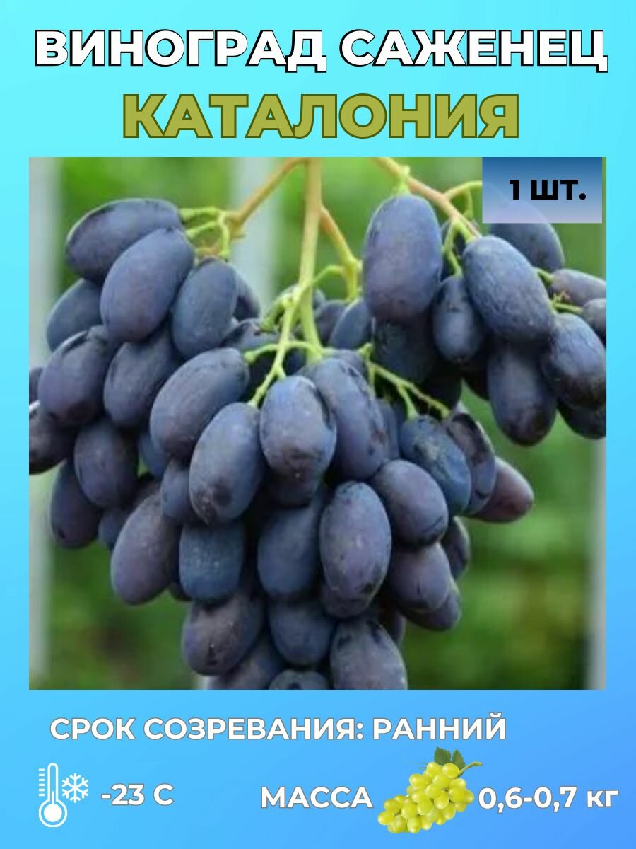 Виноград саженец 1 шт.