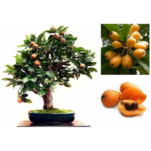 Семена 2024 Мушмула Японская 5 штук комнатная Локва Eriobotrya japonica 435₽