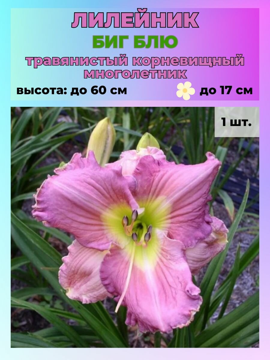 Лилейник Биг Блю корневище 1 штука