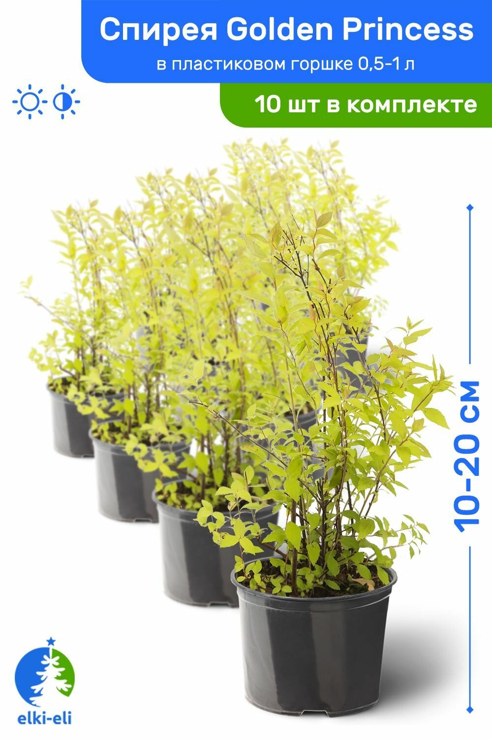 Спирея японская Golden Princess (Голден Принцесс) 10-20 см в пластиковом горшке 05-1 л саженец лиственное живое растение комплект из 10 шт