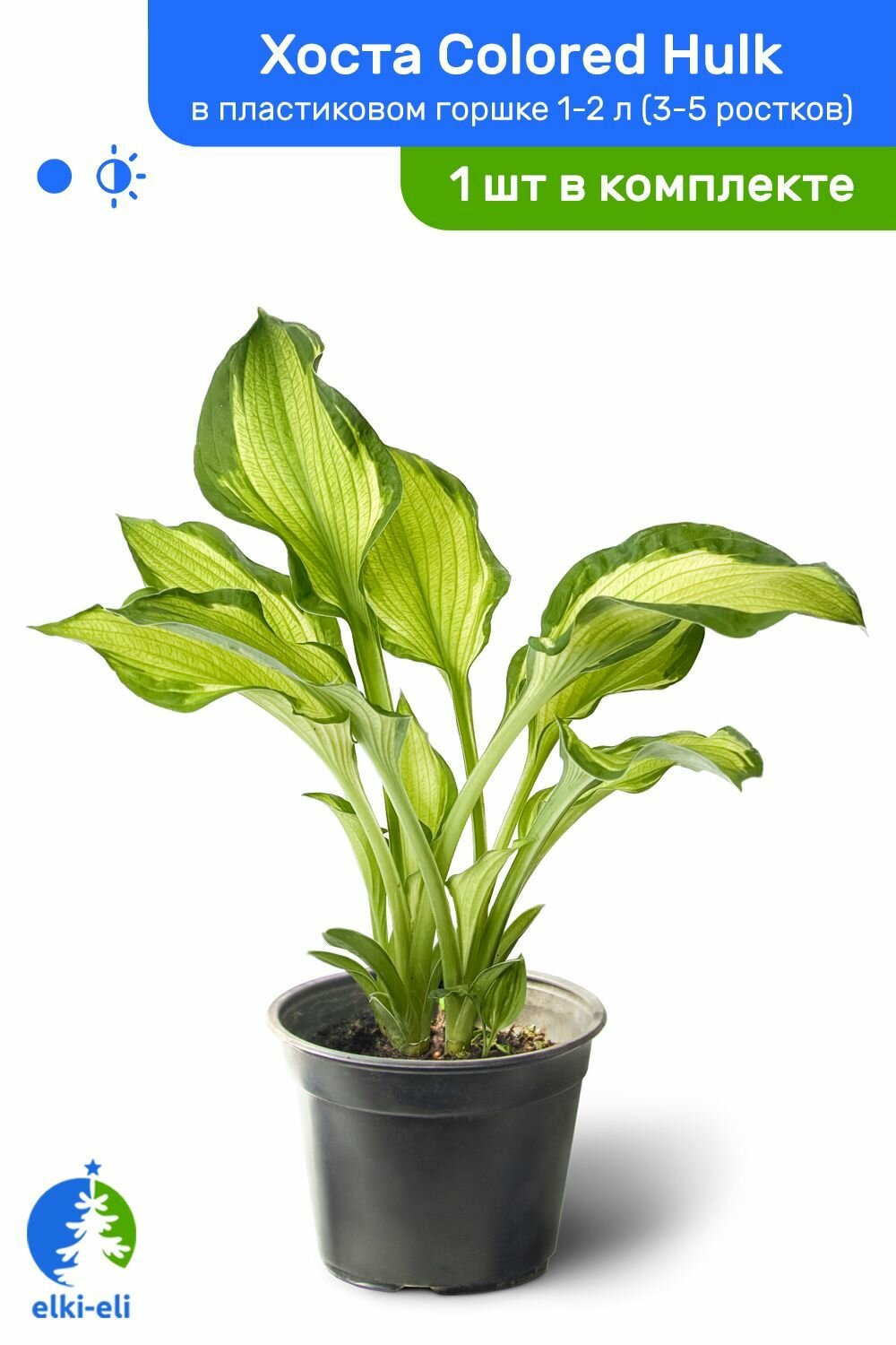 Хоста Colored Hulk (Колоред Халк) в пластиковом горшке 1-2 л травянистый многолетник саженец