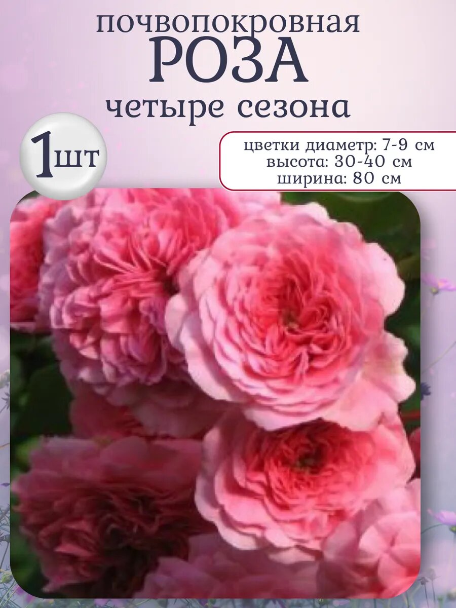 Роза почвопокровная, многолетние цветы 1 шт