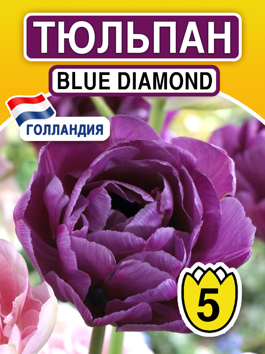 Луковичные цветы Тюльпан Blue Diamond 5 шт - фотография № 1