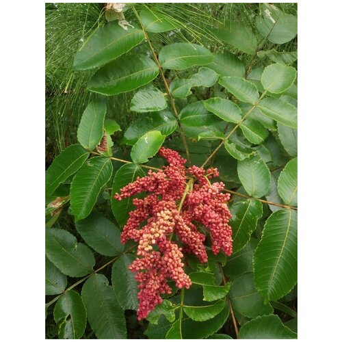 семена лимонник китайский schisandra chinensis 60 штук Семена Сумах китайский (Rhus chinensis), 20 штук