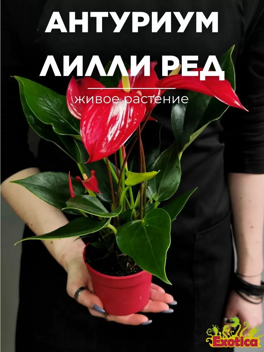 Антуриум Лилли Ред (Anthurium Lilli Red) D9см домашнее растение