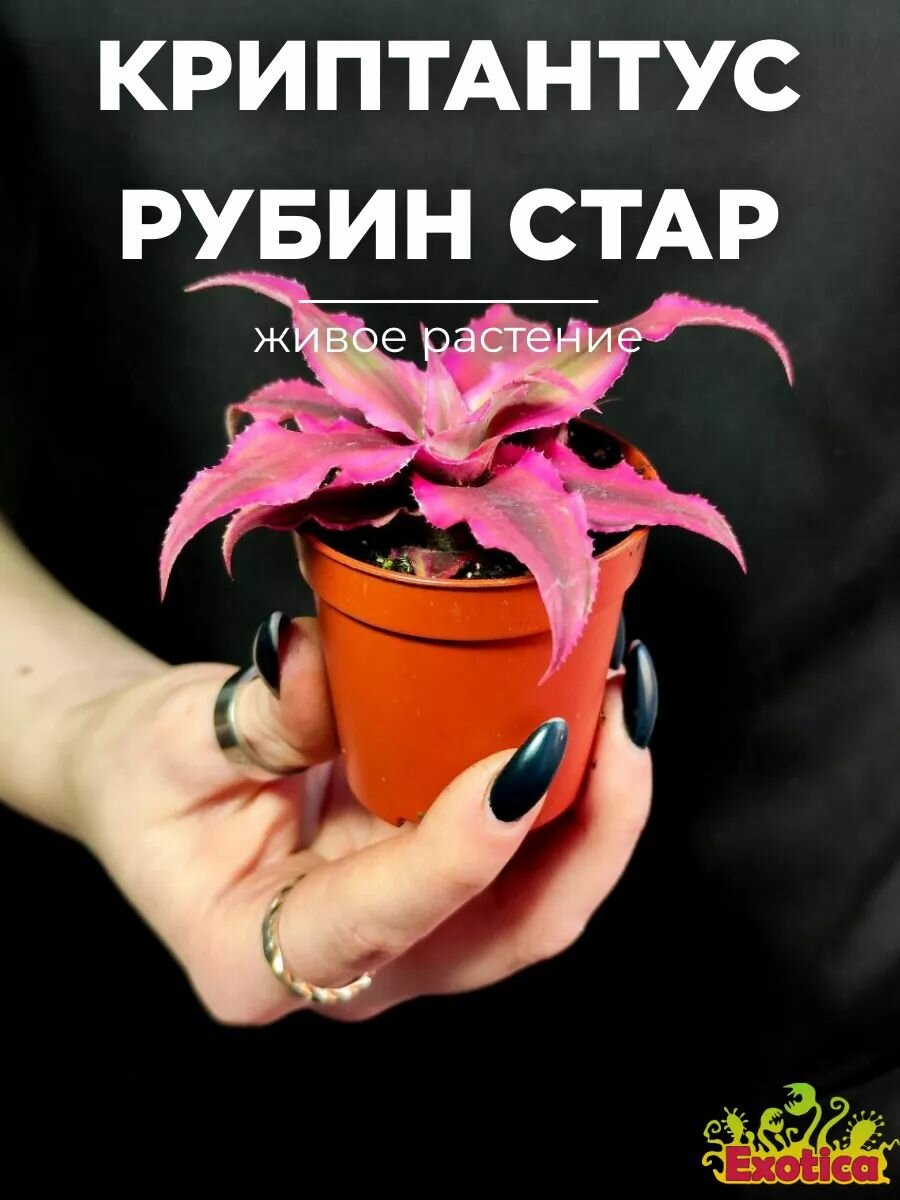 Криптантус Рубин Стар (Cryptanthus Rubin Star) D5см, домашнее растение