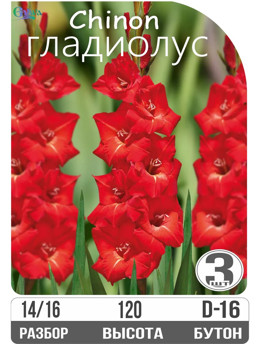 Луковицы гладиолуса 