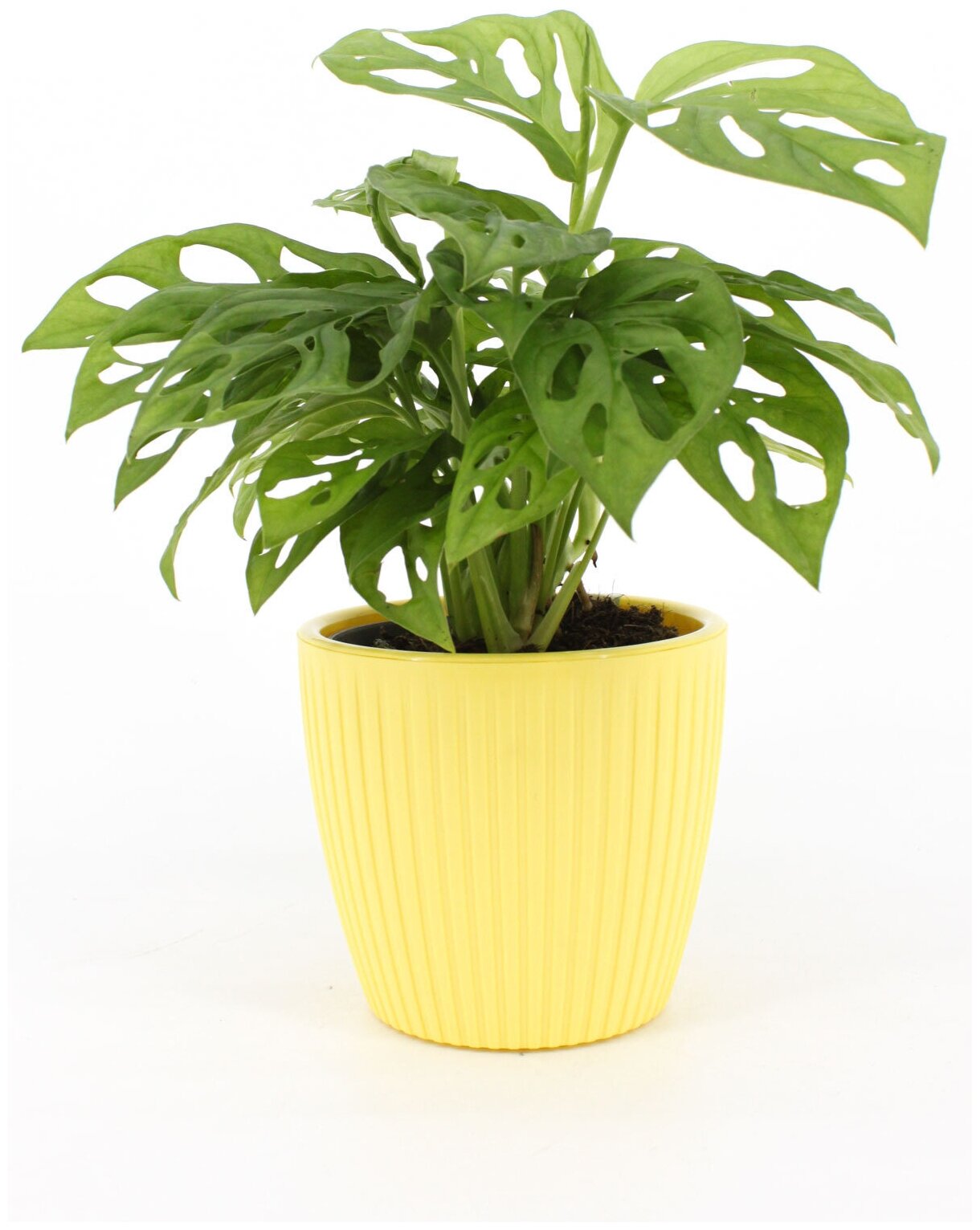 Монстера Обликва Манки маск высота 25-35 см в кашпо Эви VipSet 15л d14 см цвет желтый