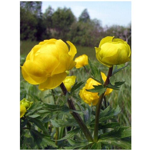 Семена Купальница европейская (Trollius europaeus), 30 штук