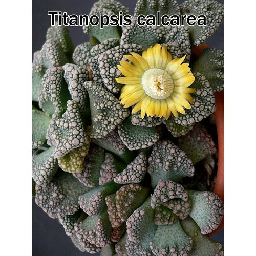 Суккулент Titanopsis calcarea, набор для выращивания (семена, грунт, горшочек, инструкция по посеву)