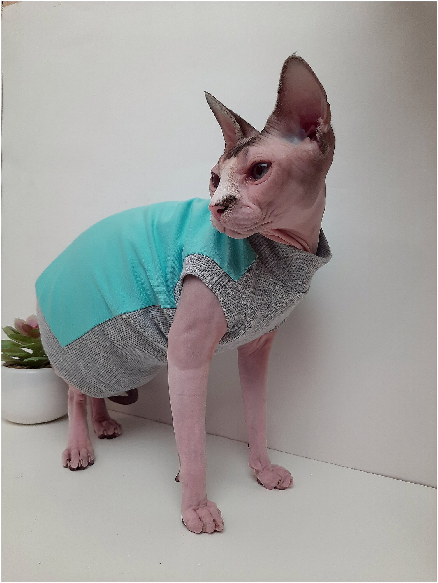 Свитшот для кошек, размер 35 (длина спины 35см), цвет мятный/ толстовка свитшот свитер для кошек сфинкс / одежда для животных - фотография № 6