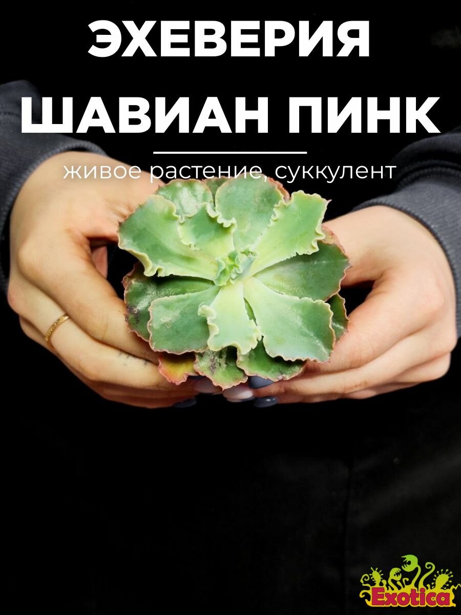 Эхеверия Шавиана Пинк Фриллс (Echeveria Shav.Pink Frills) D5см