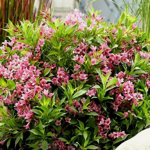 Изображение товара Вейгела цветущая Пиккобелла Роза PBR (Weigela florida Picobella Rosa) / 1 шт