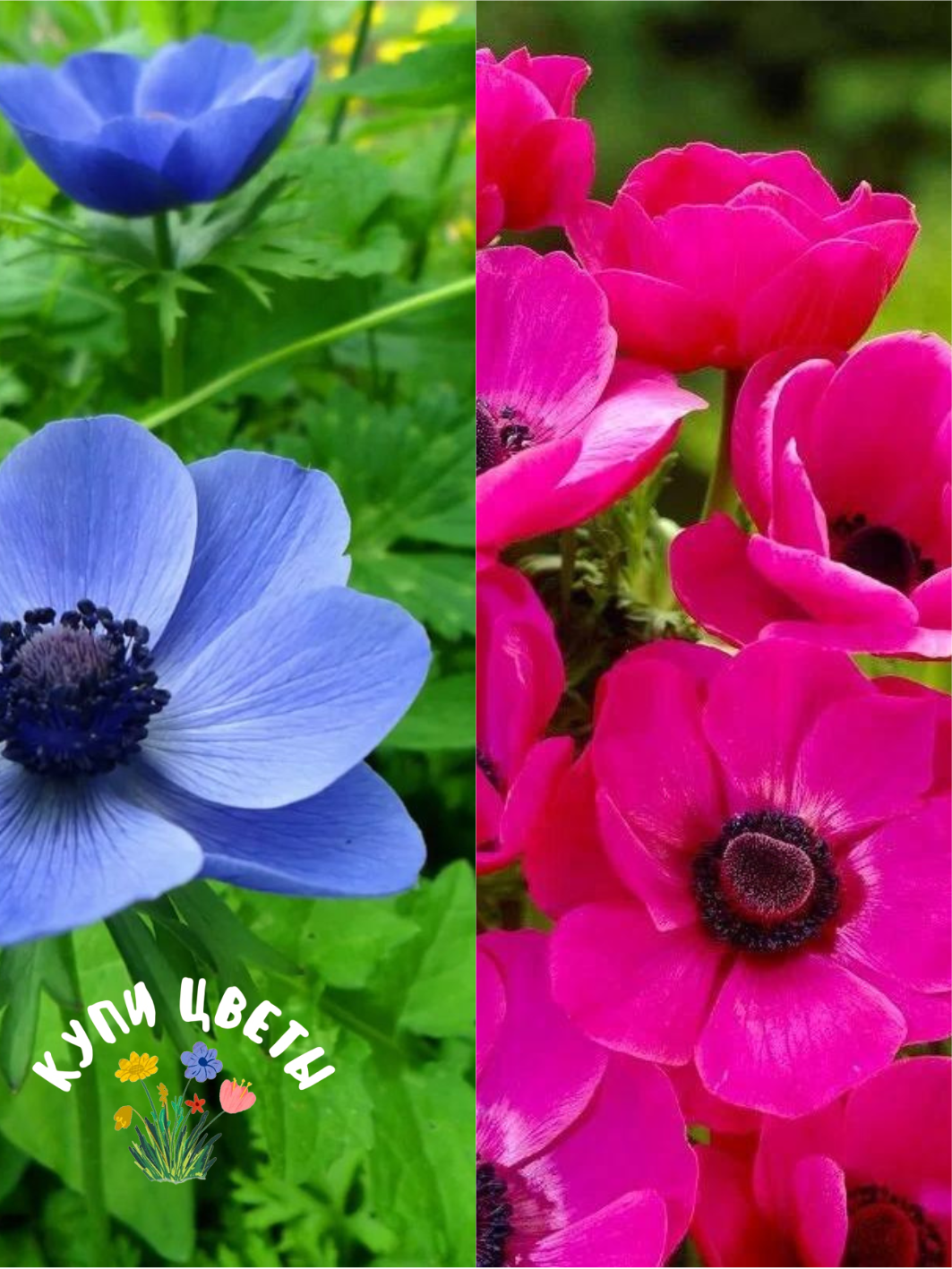 TWIN Анемона MR Fokker 10шт/ Анемона Sylphide 10шт(20 луковиц)