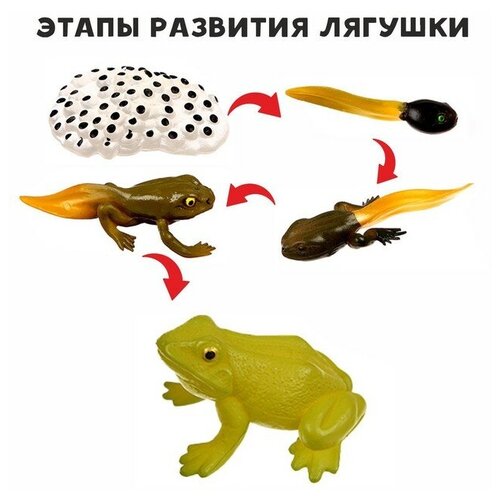 Обучающий набор «Этапы развития лягушки» 5 фигурок
