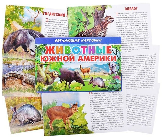 Обучающие карточки Литур "Животные Южной Америки" (978-5-9780-0925-5)