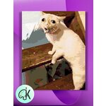 Картина по номерам на холсте Кашляющий кот, 40 х 50 см - изображение