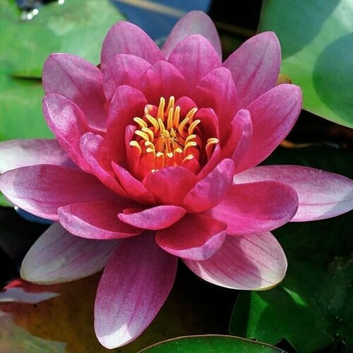 Растение для пруда Водяная нимфея Attraction красная, корневище