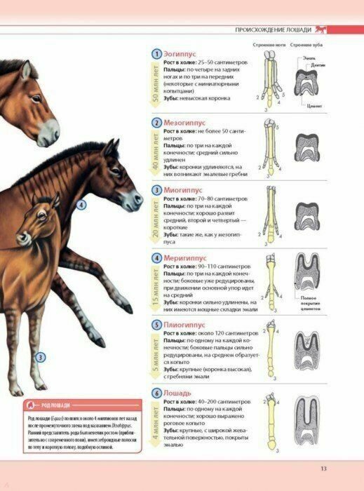 Лошади. Самая полная иллюстрированная энциклопедия - фото №20