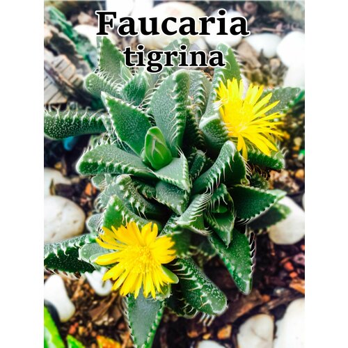 Суккулент Faucaria tigrina набор для выращивания (семена, грунт, горшочек, инструкция по посеву).