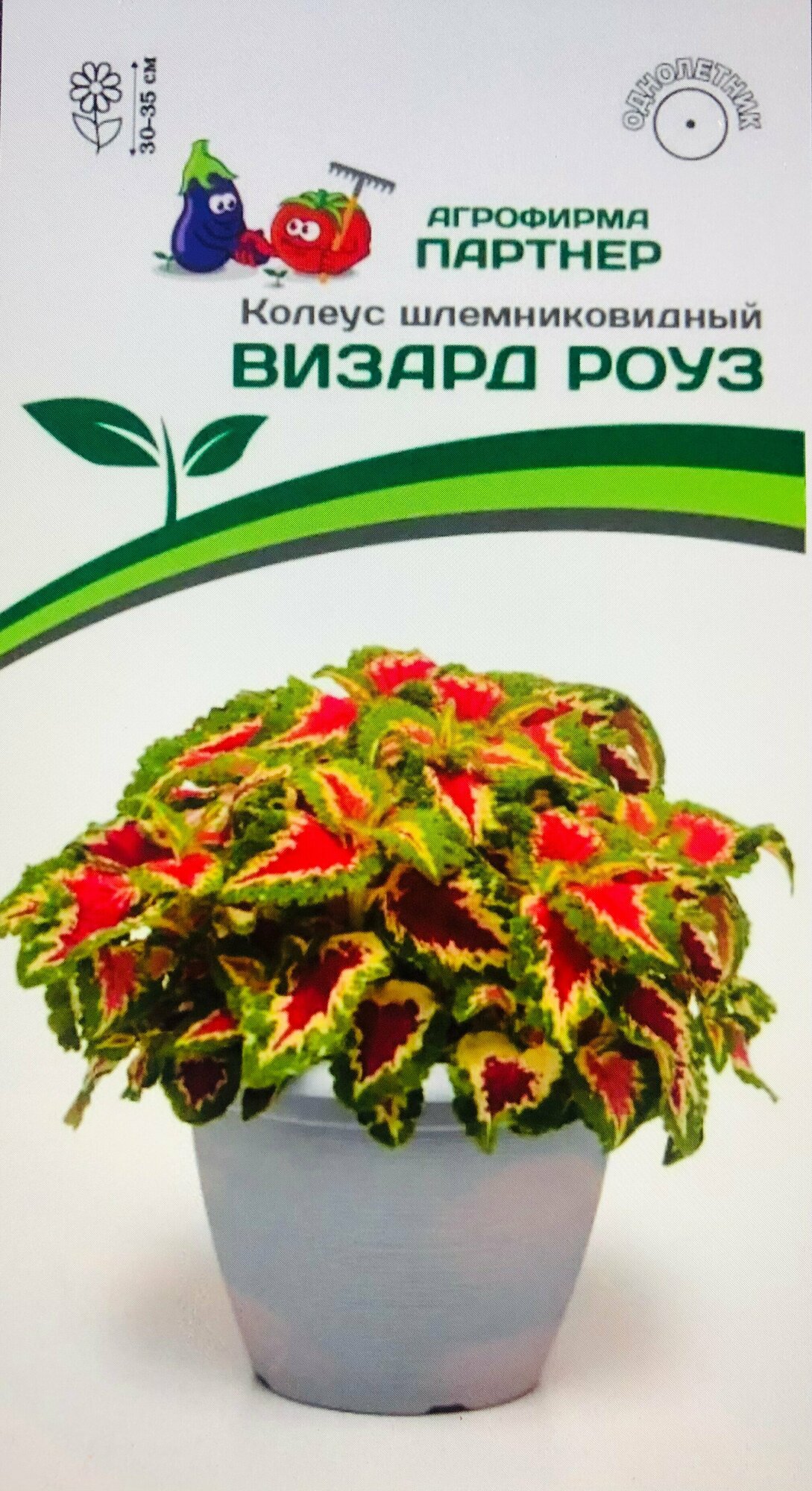 Семена Колеуса шлемниковидного "Визард Роуз" (10 семян)