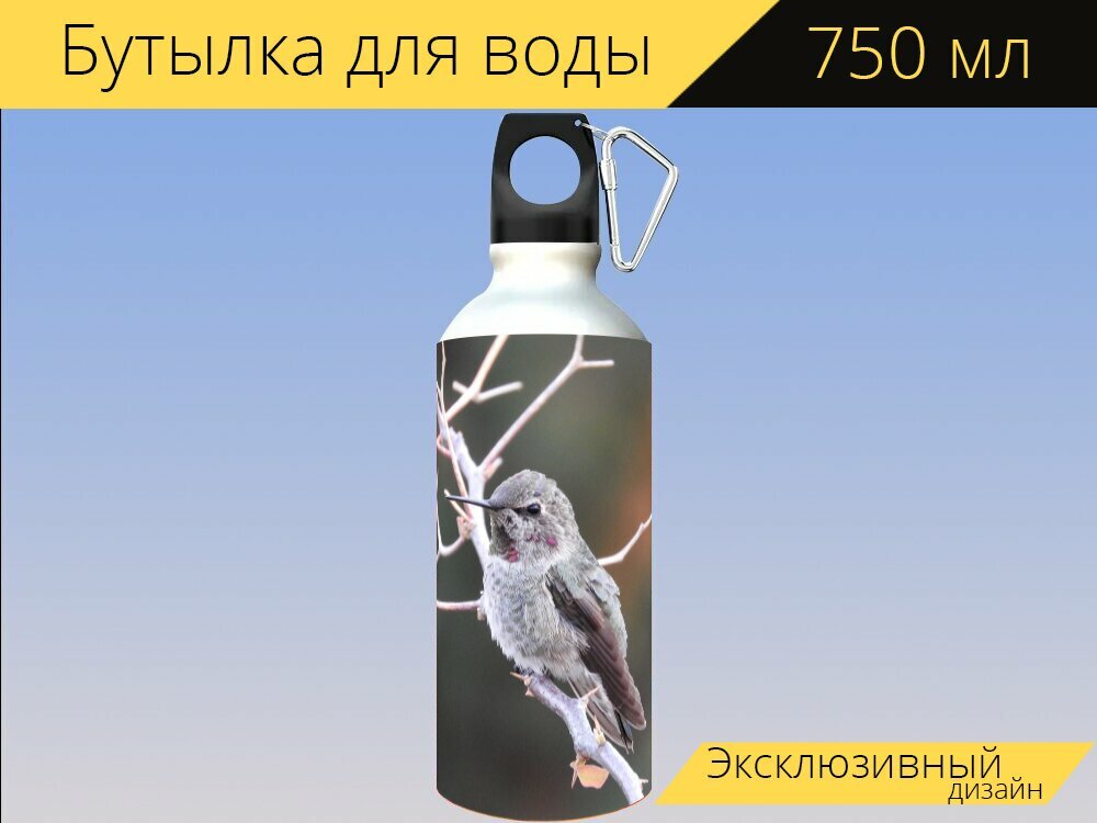 Бутылка фляга для воды "Колибри, колибри анны, птица" 750 мл. с карабином и принтом