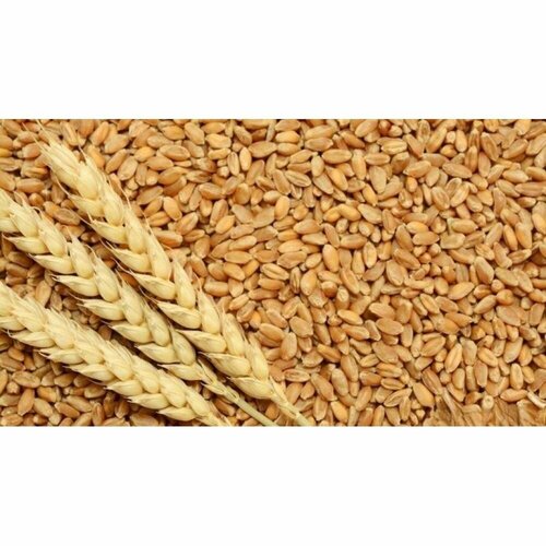 Сидерат Пшеница Злата яровая 0,5 кг семена пшеница яровая харьковская 46 0 5 кг