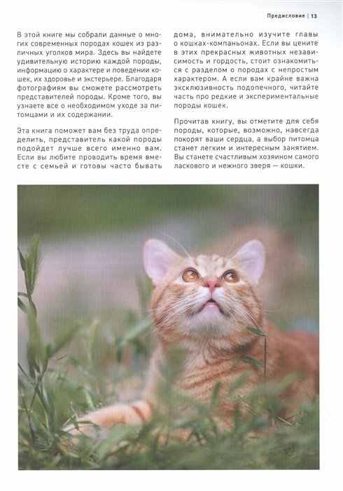 Все породы кошек. Большая иллюстрированная энциклопедия - фото №12
