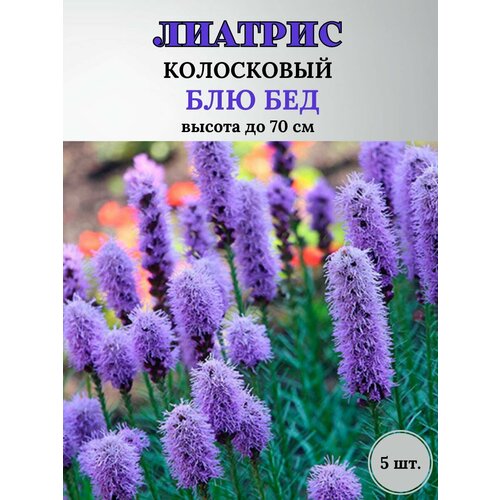 Блю бед 350₽