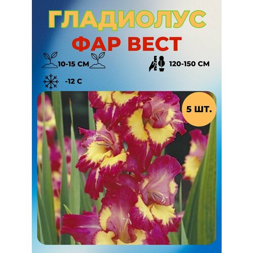 Гладиолус луковицы 5 шт 400₽