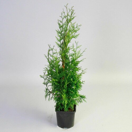 Туя складчатая Гельдерлэнд (Thuja plicata Gelderland), саженцы, горшок Р9