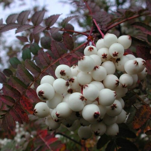 Семена Рябина Кёне (Sorbus koehneana), 10 штук