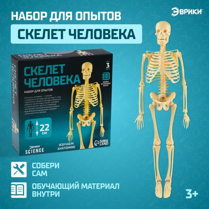 Набор для опытов Эврики "Science", Скелет человека, 22 см, в коробке (JFMX-001)