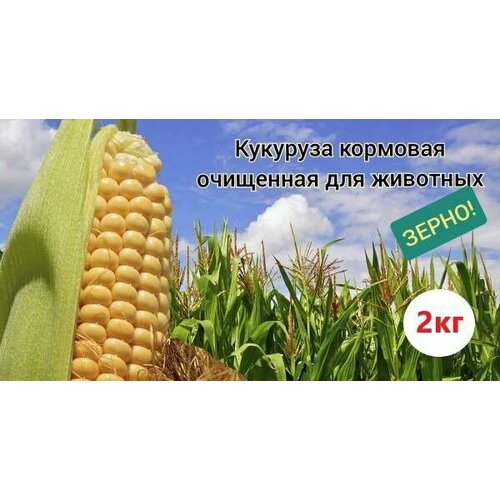 Кукуруза кормовая/зерно кукуруза кормовая 1кг