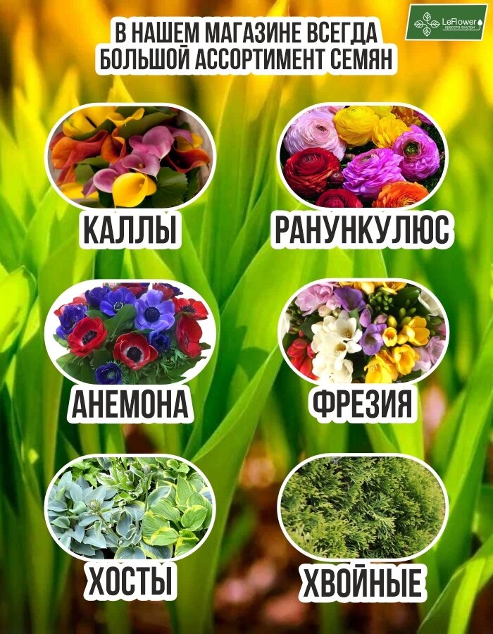 Луковицы Крокус Луковица цветов, Жанна Дарк, 10шт (LeFlower)