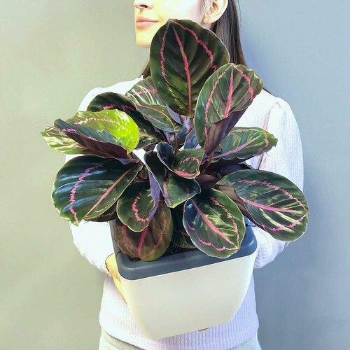 Цветок в горшке живой, Калатея Розеопикта Рози в горшке с автополивом, 40 см